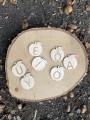 368498312_320861327259692_5923392645974465884_n.jpg
