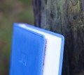 IMG_7242.jpg